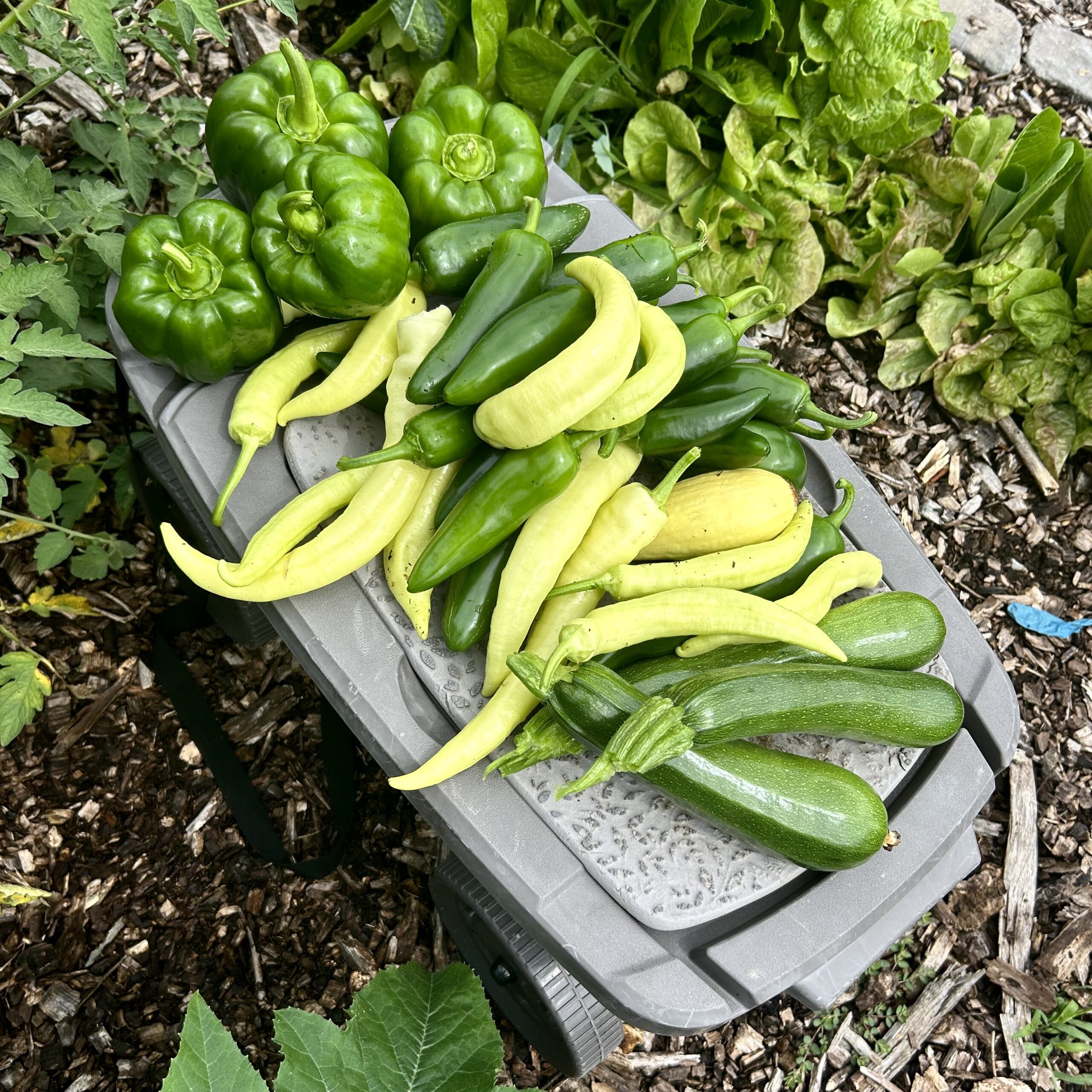 Garden peppers